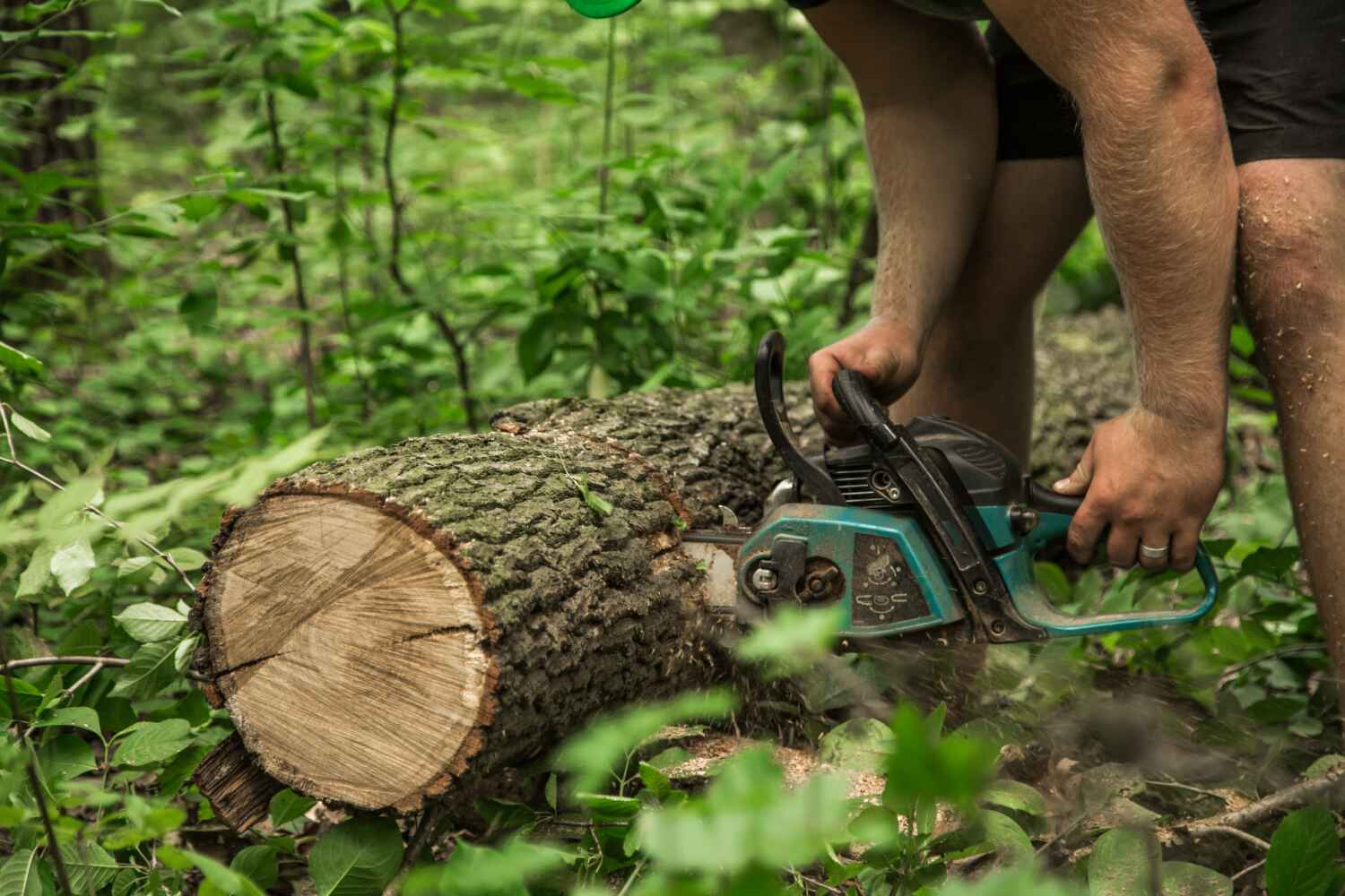 The Steps Involved in Our Tree Care Process in Brooklyn Park, MN